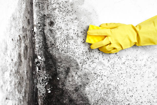 Best Commercial Mold Removal  in Putnam Lake, NY