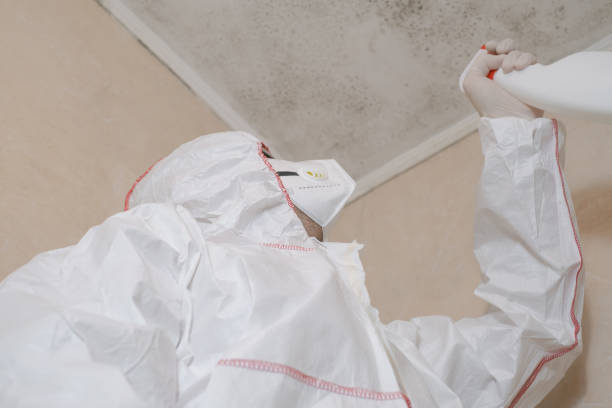 Best Local Mold Removal Service  in Putnam Lake, NY