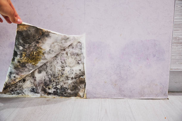 Best Fast Mold Removal  in Putnam Lake, NY